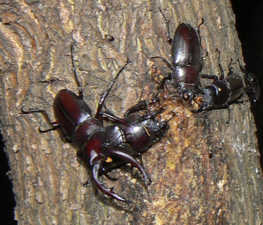 中州のヤナギ 奥_ノコギリクワガタ1♂2♀、コクワガタ1♂1♀_2021年6月28日 19時40分頃 気温25度